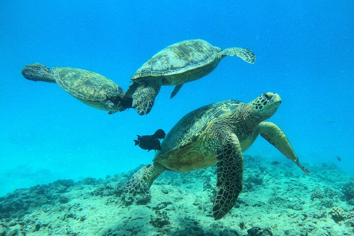 turtle boat trip hawaii