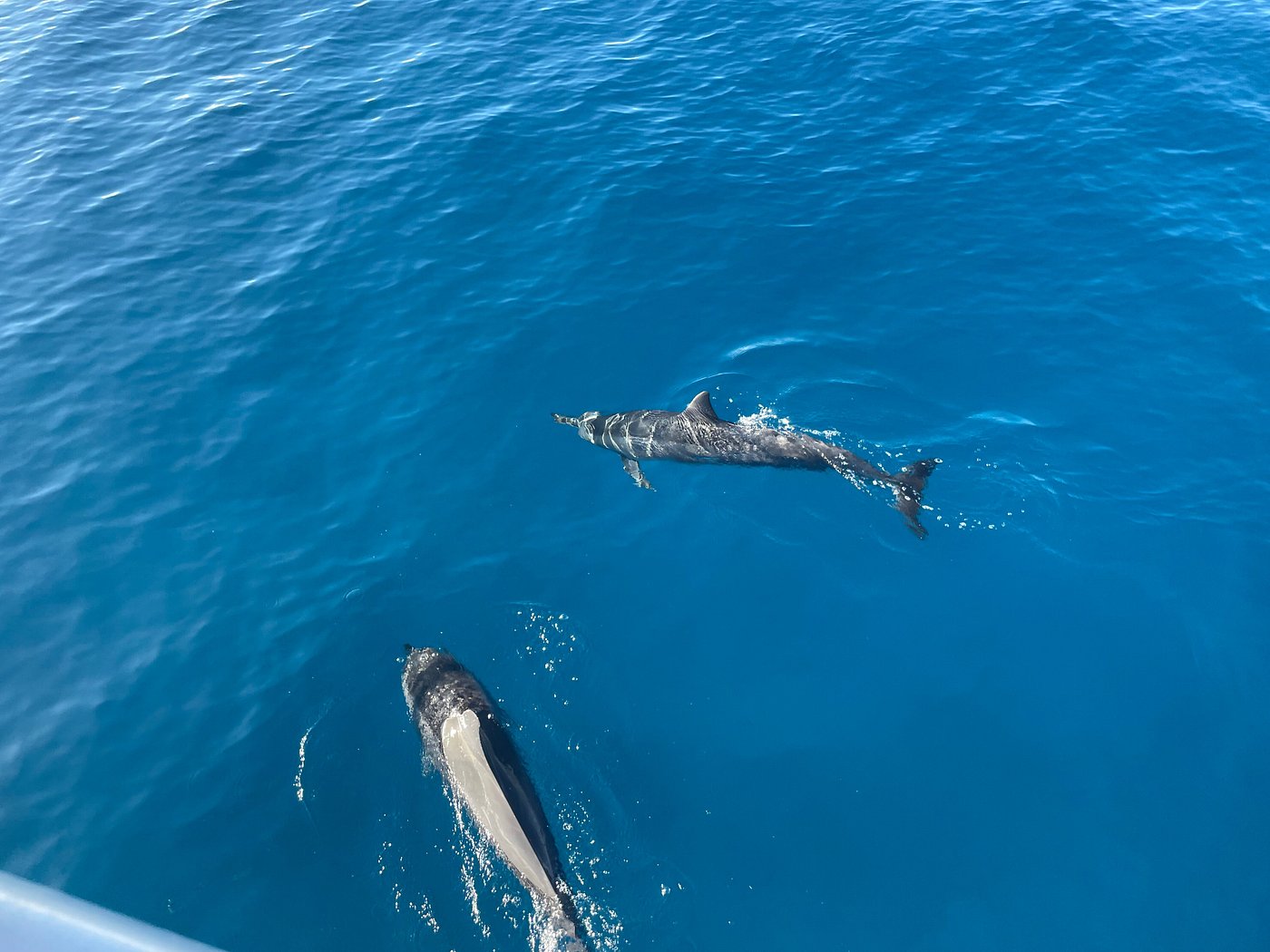 honolulu dolphin boat trip