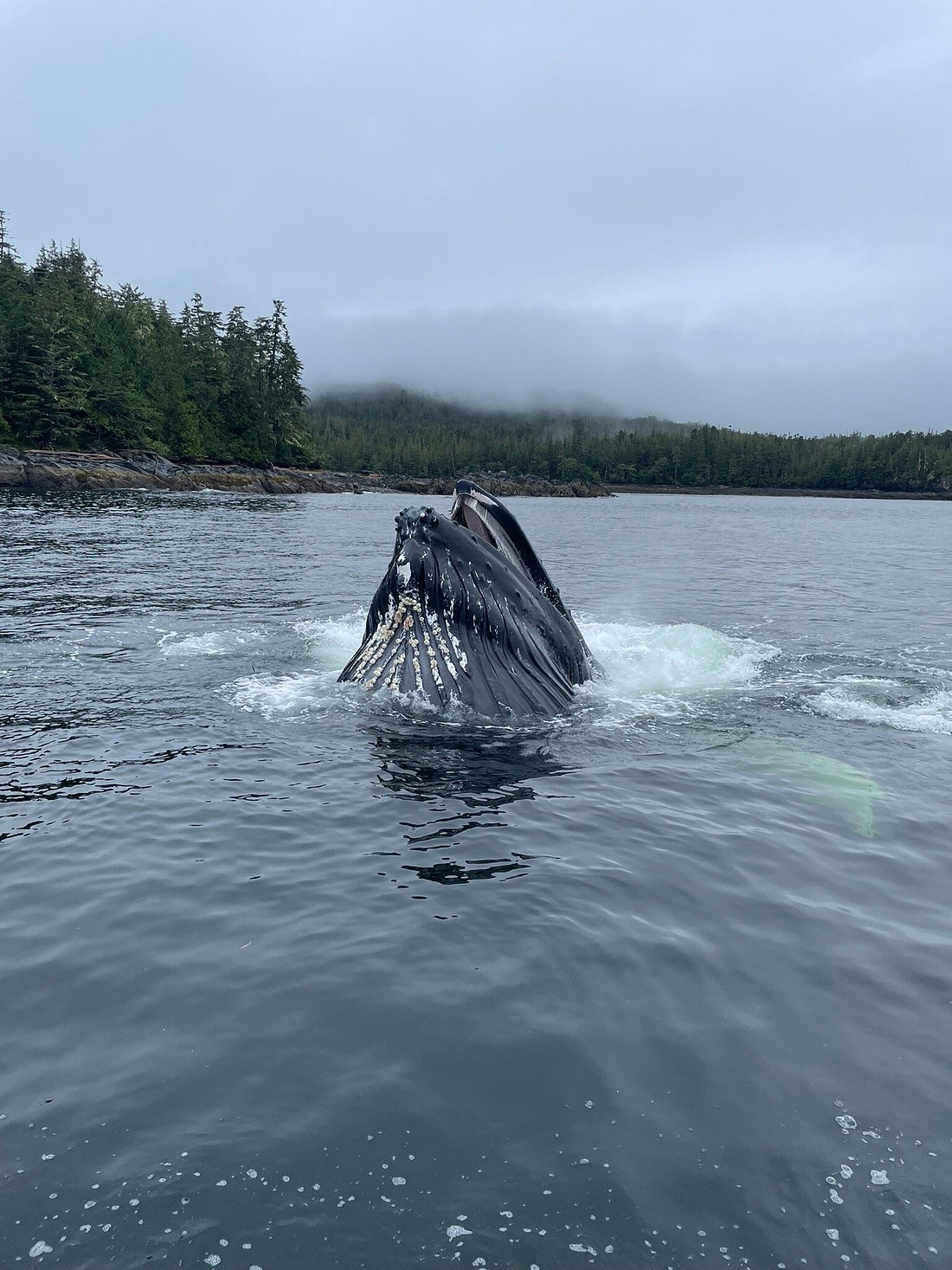 humpback whales alaska