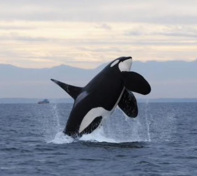 Wildlife and Whale Watching Tour in Alaska