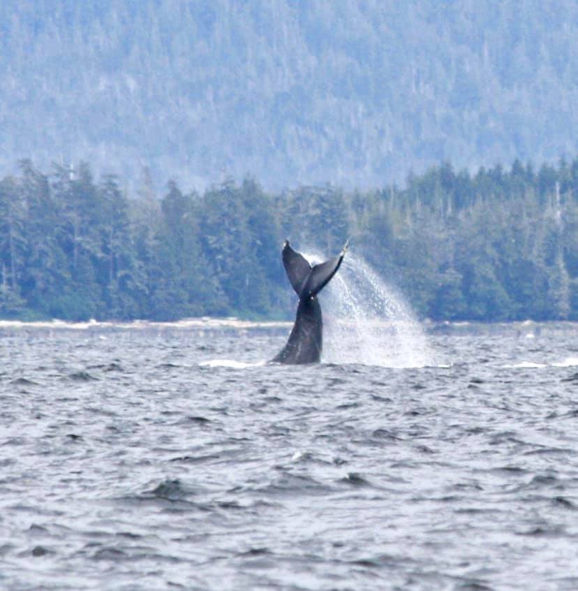 whale alaska