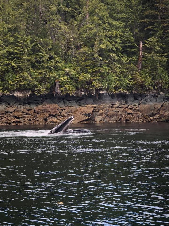 Bear and Whale Watching Tour in Alaska
