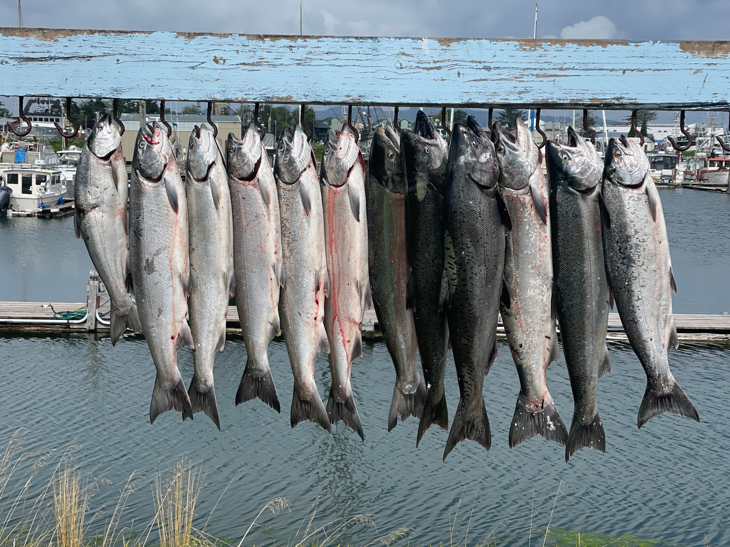 salmon fishing