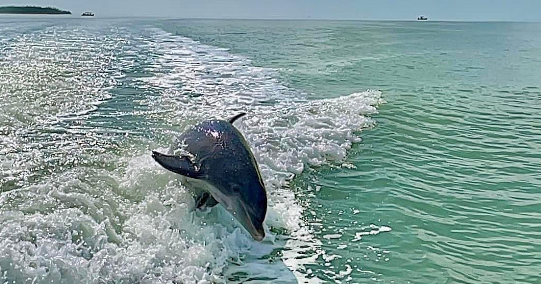 dolphin trip in florida