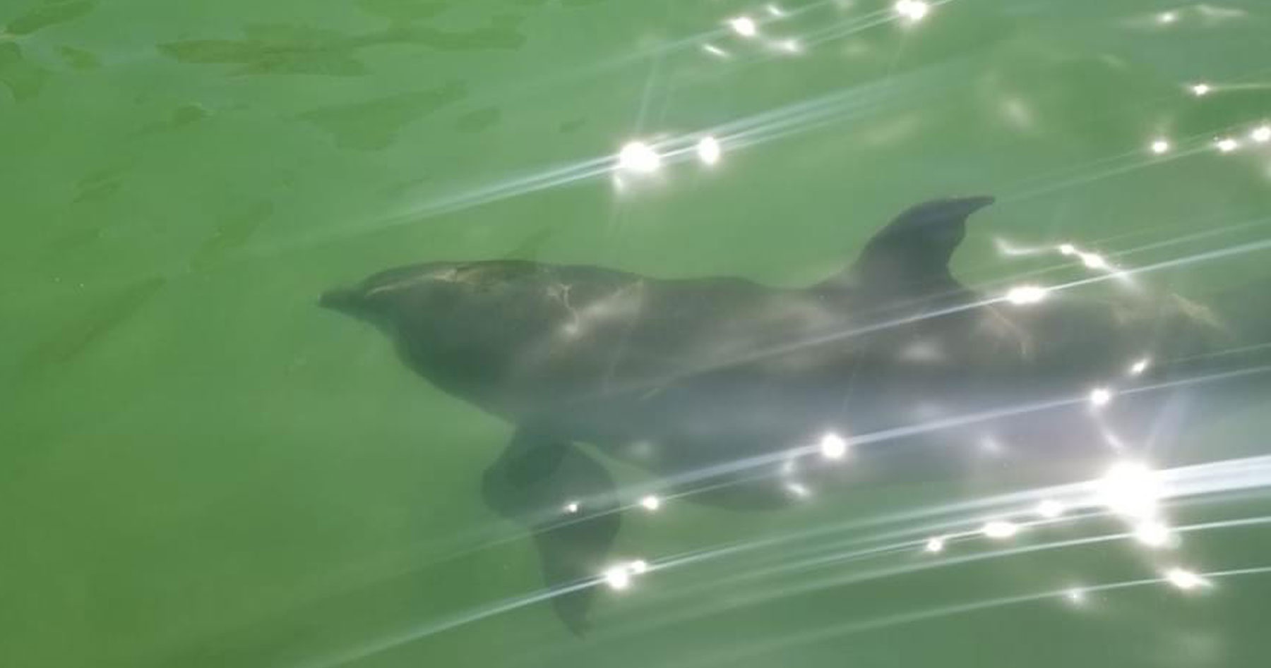 dolphin watching goodland