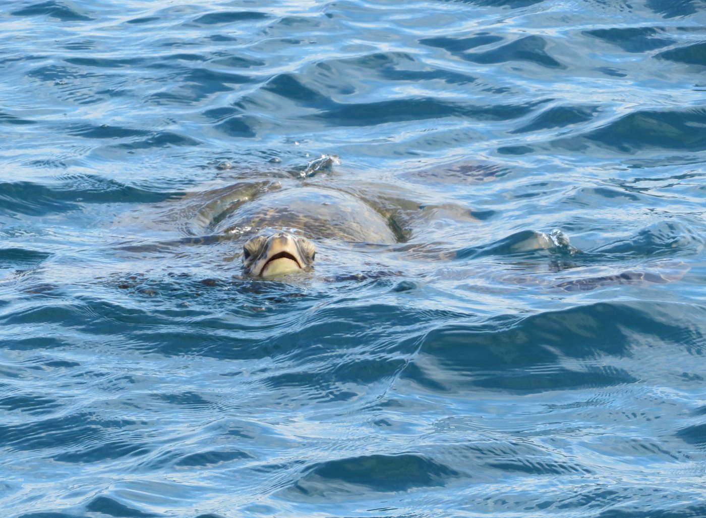 turtle boat trip