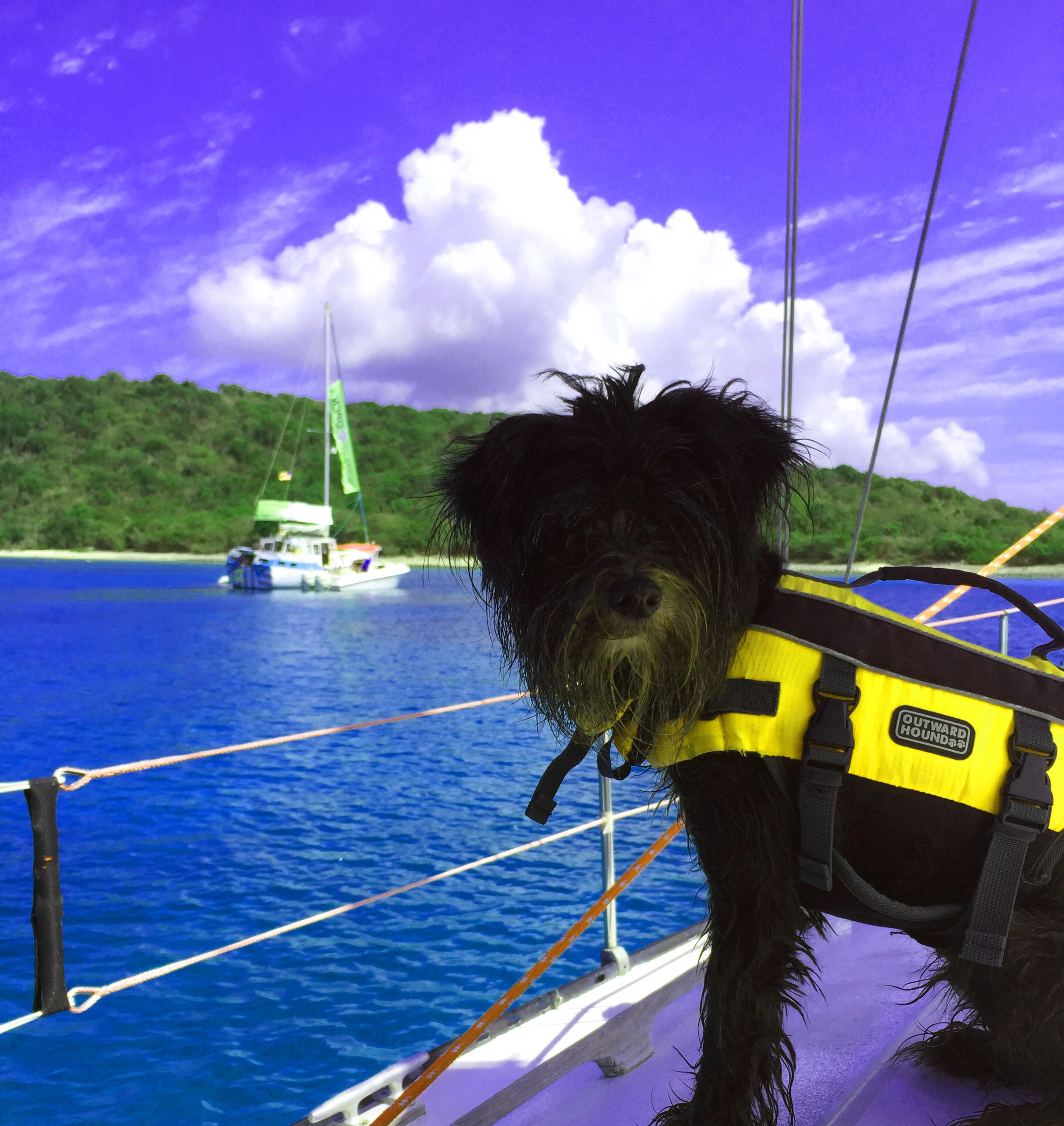 sailing dog st thomas