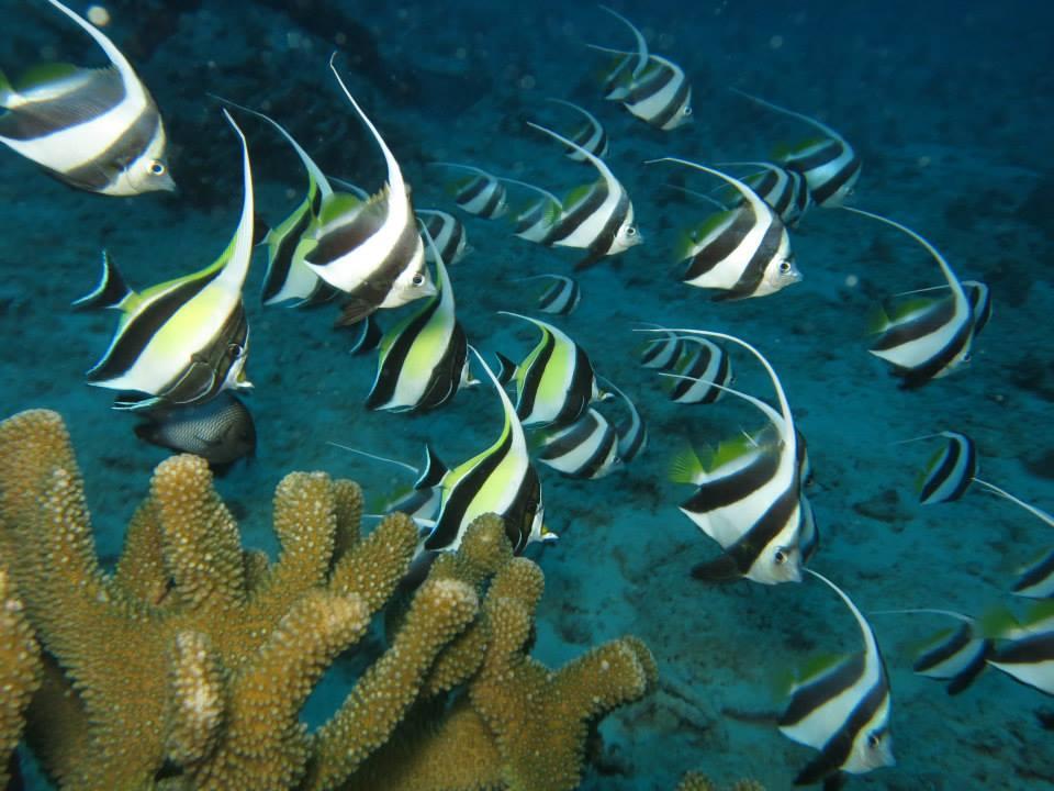 coral reef diving honolulu