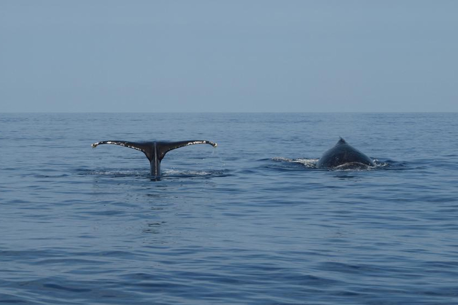 Whale Watching Tour in Kawaihae