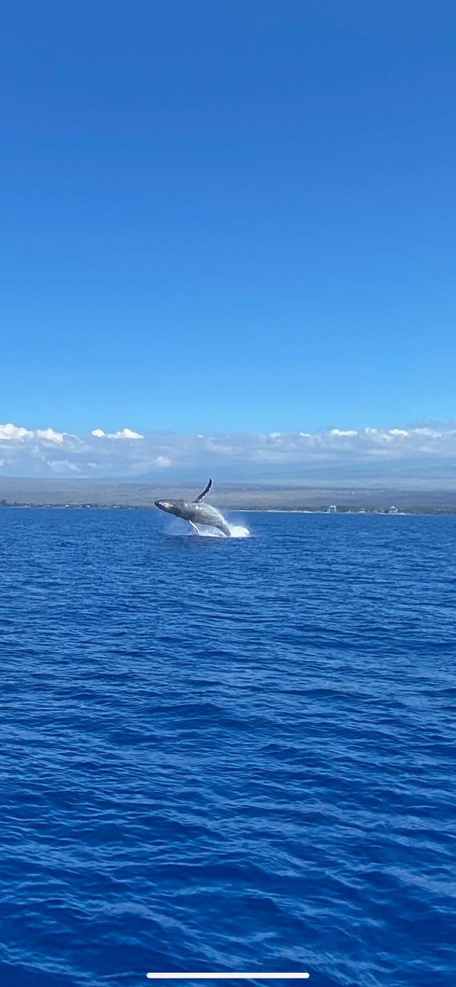 whale watching boat trip in maalaea