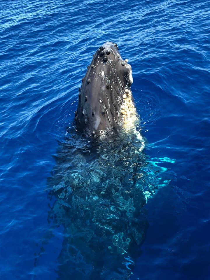 humpback whale tour hawaii