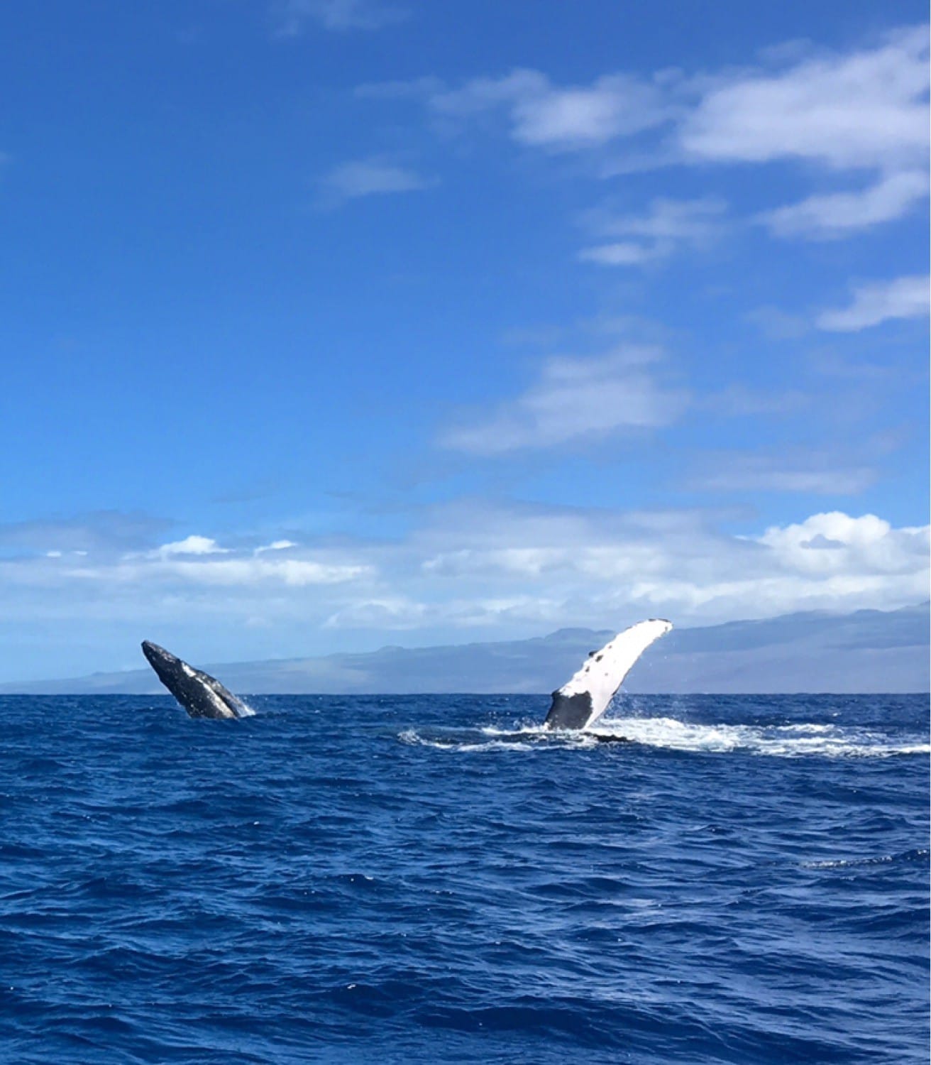 humpback whale watching