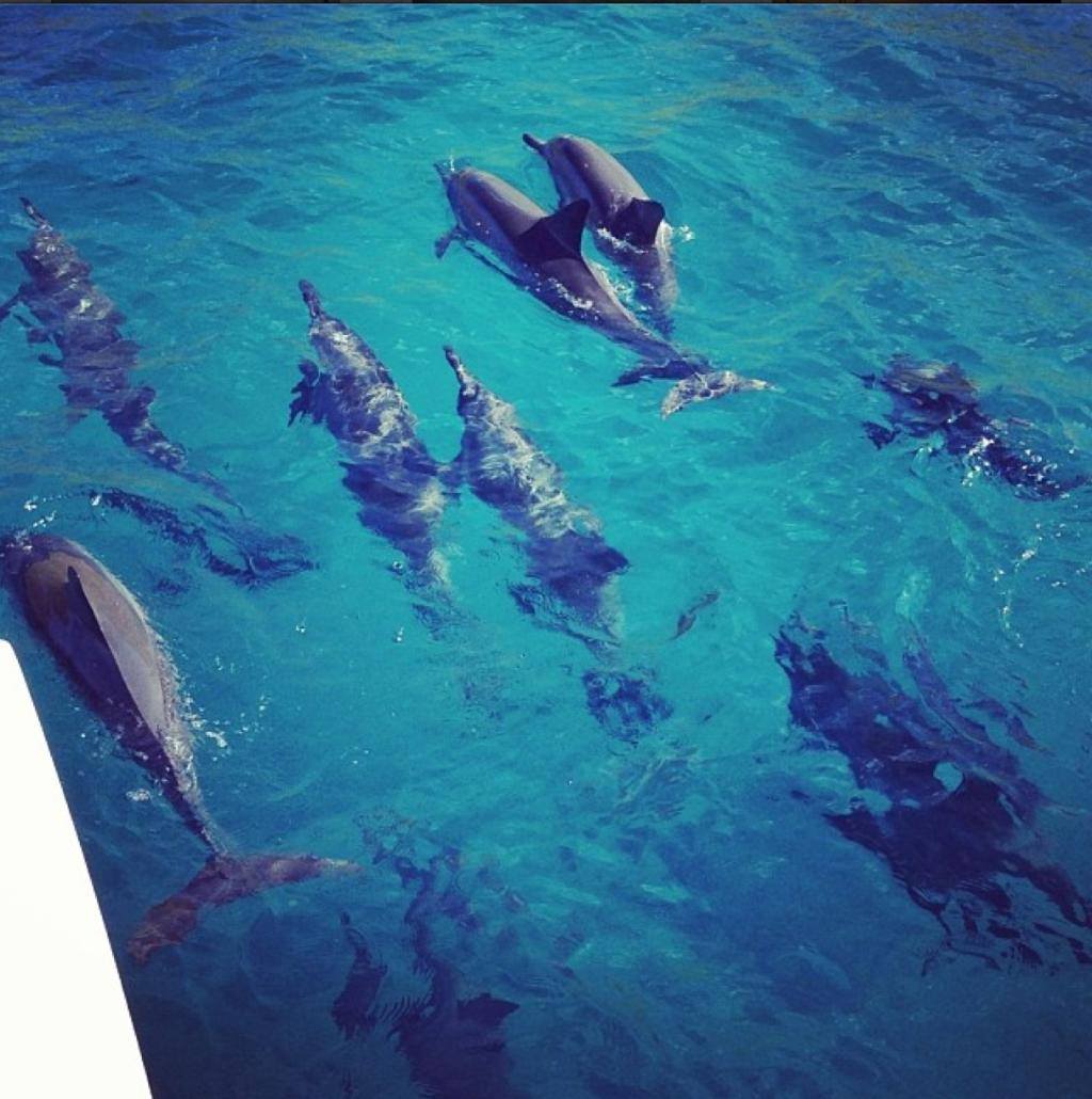 dolphin watching trip waikoloa