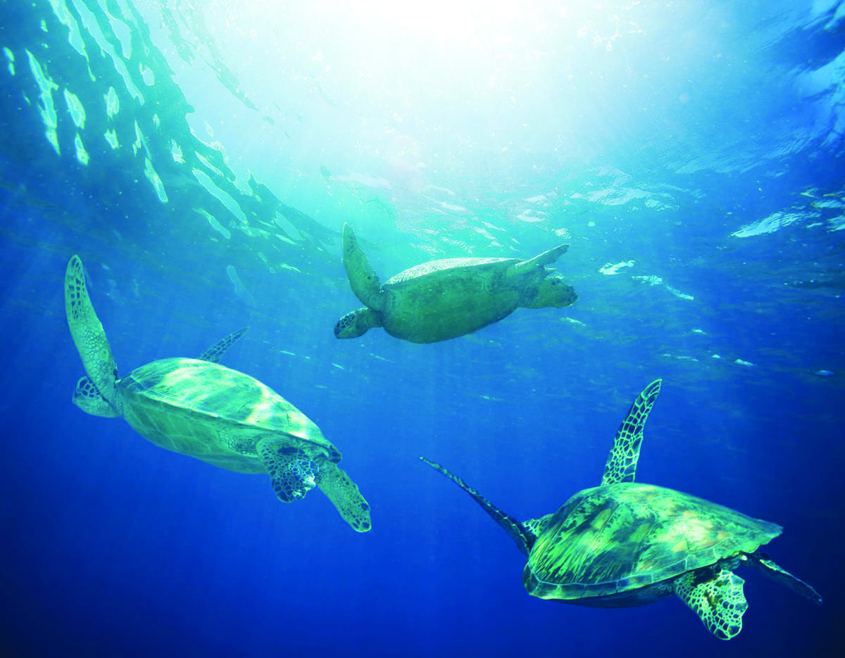 snorkeling with turtles in waikiki