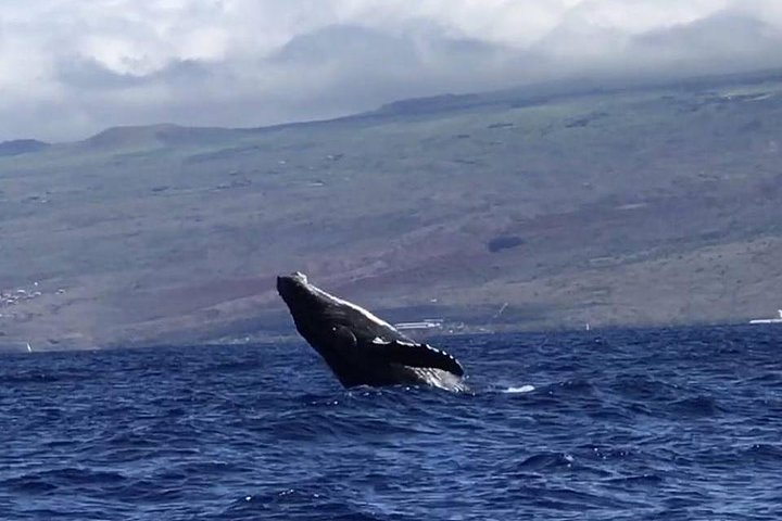 whale watching trip oahu