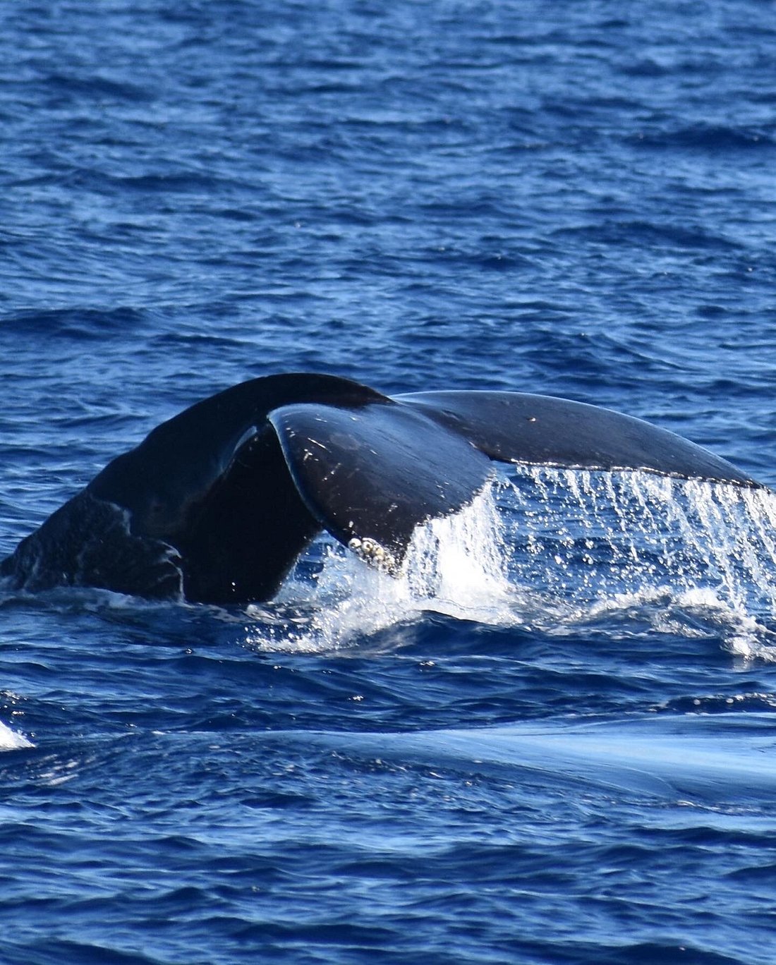 humpback whale watching oahu