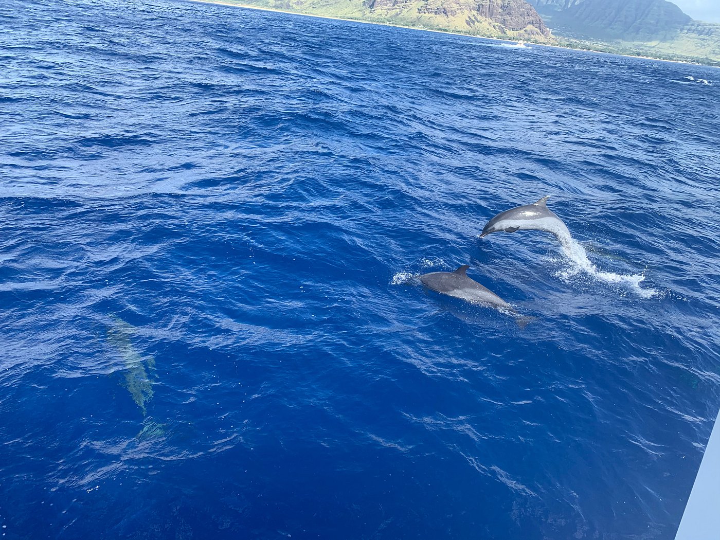 dolphin watching trip hawaii
