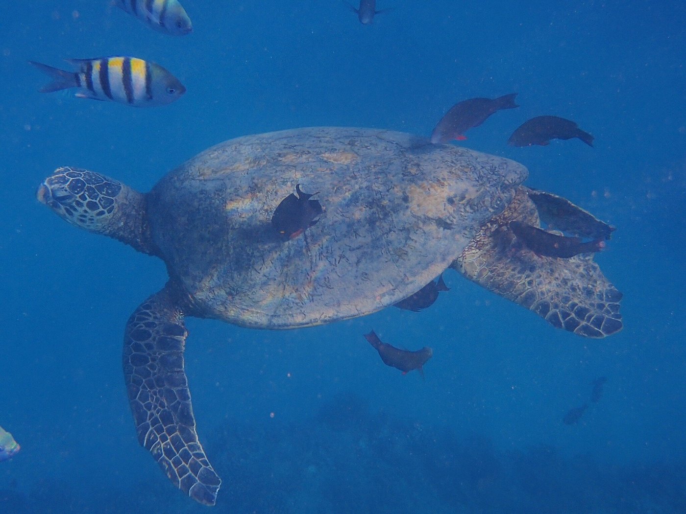 Snorkeling with Turtles in Honolulu
