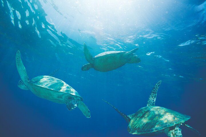 swimming with turtles honolulu