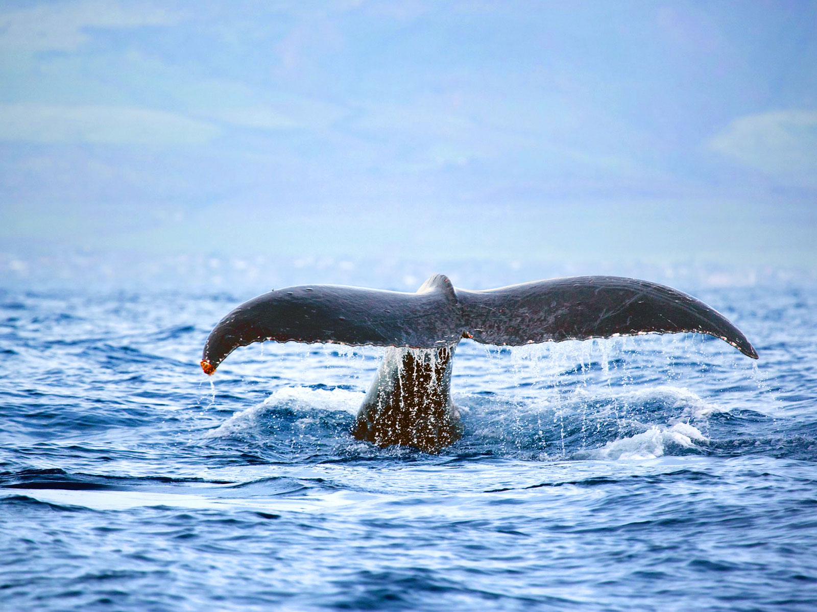 speedboat whale watching Waianae