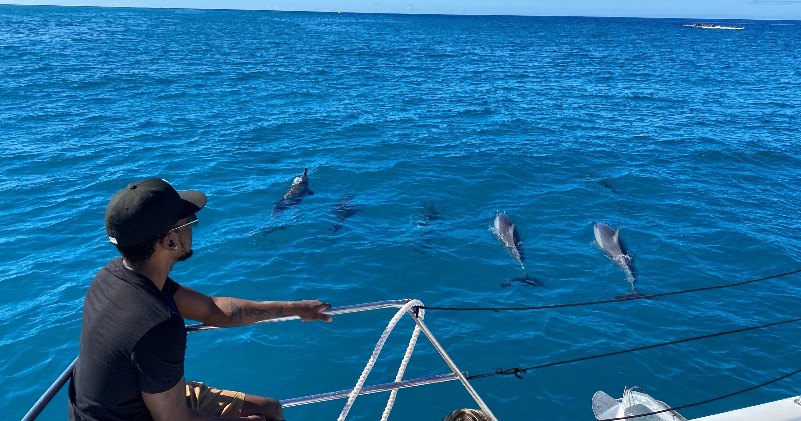 dolphin watching tour in hawaii
