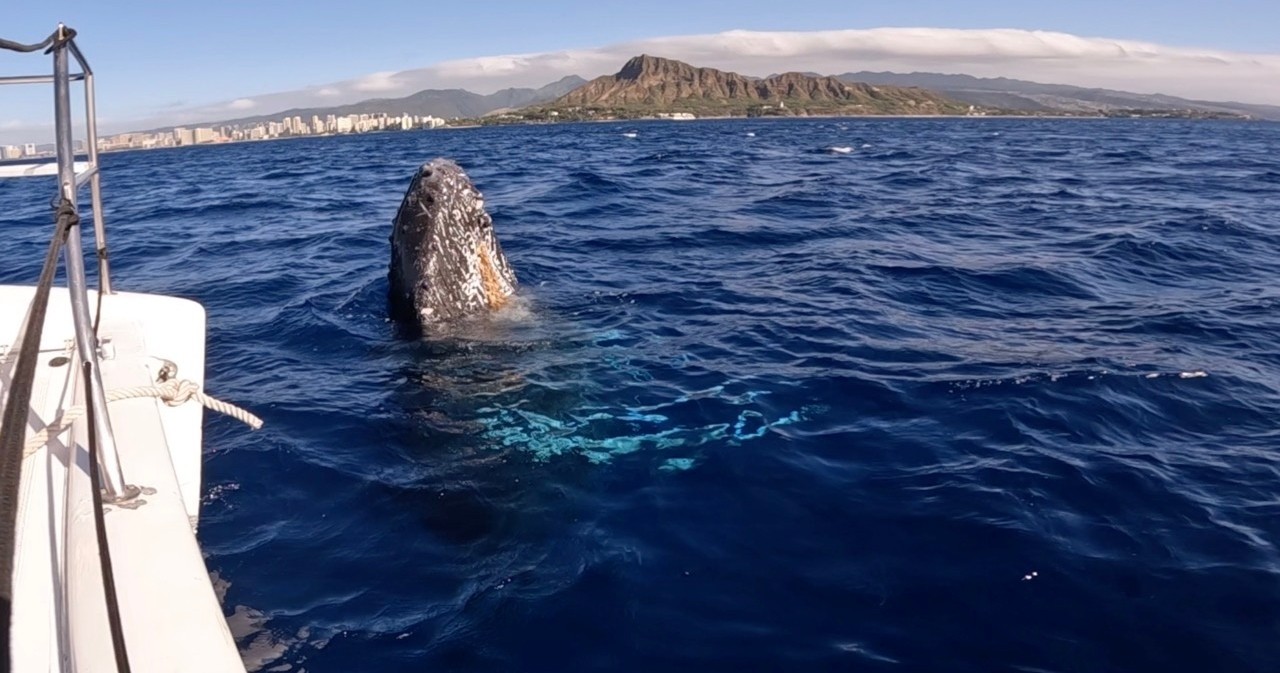 private whale watching trip in waikiki