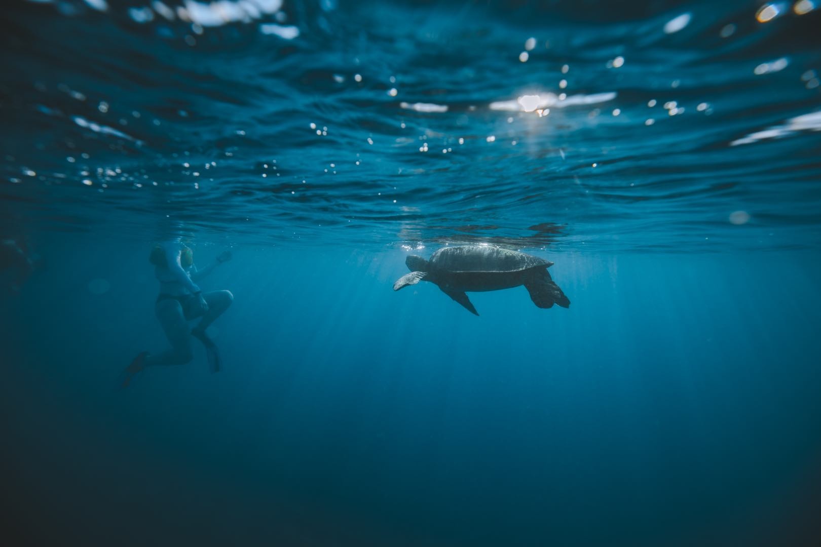 snorkeling with turtles in hawaii