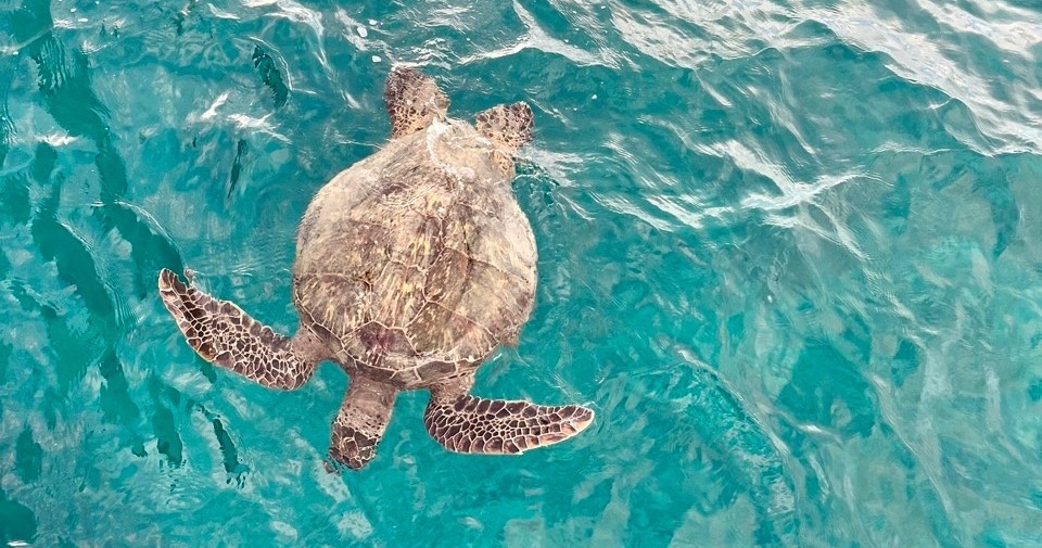 turtle boat trip waikiki