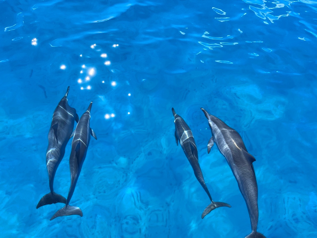 dolphin watching tour hawaii