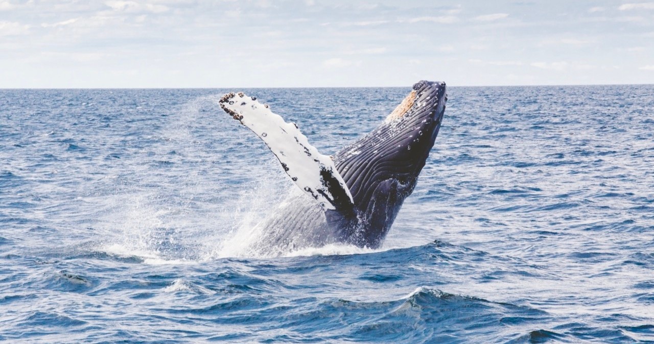 Whale Watching and Sightseeing in Waikiki
