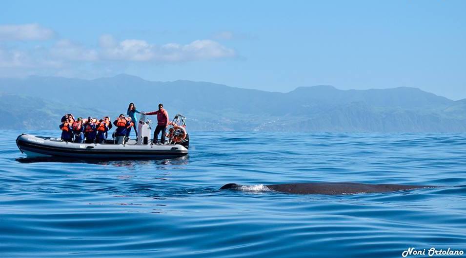 Cover for Dolphin and whale watching in Azores