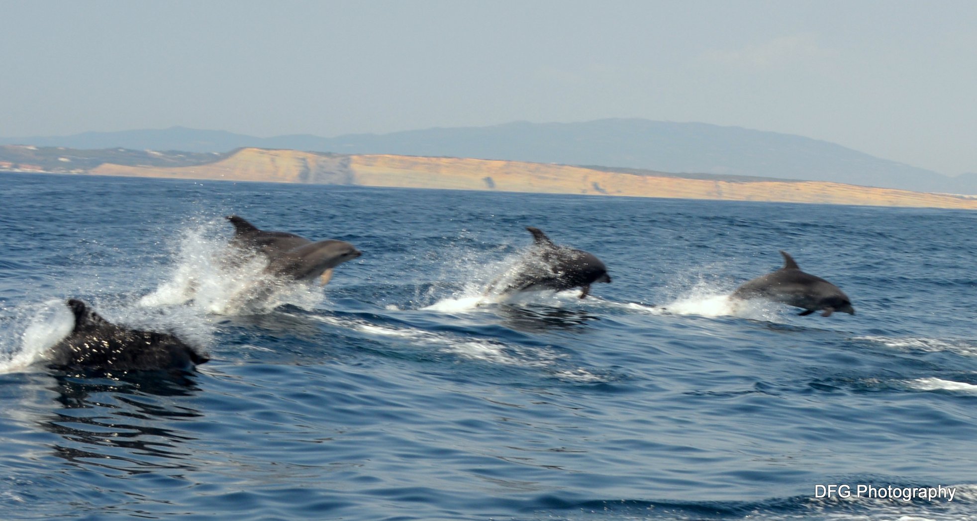 Cover for Dolphin watching in Alvor