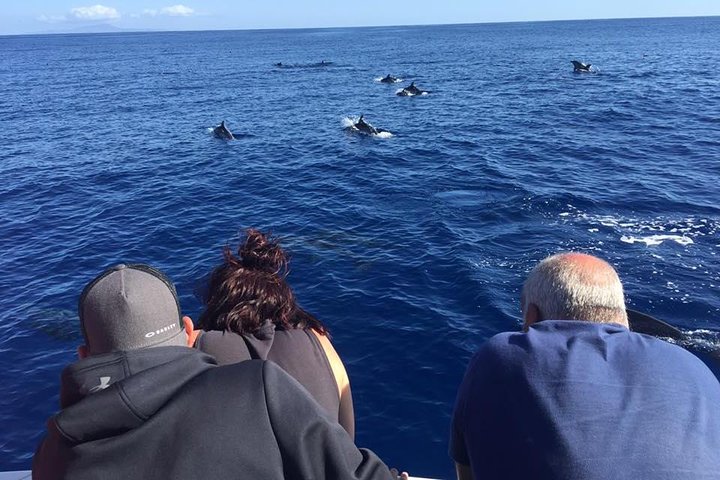 Whale Watching from Ponta Delgada