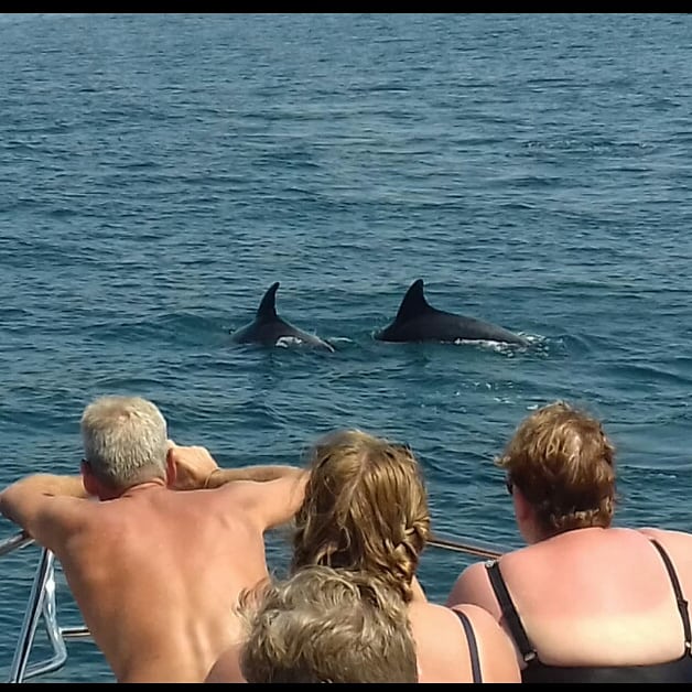 Sometimes we even find dolphins