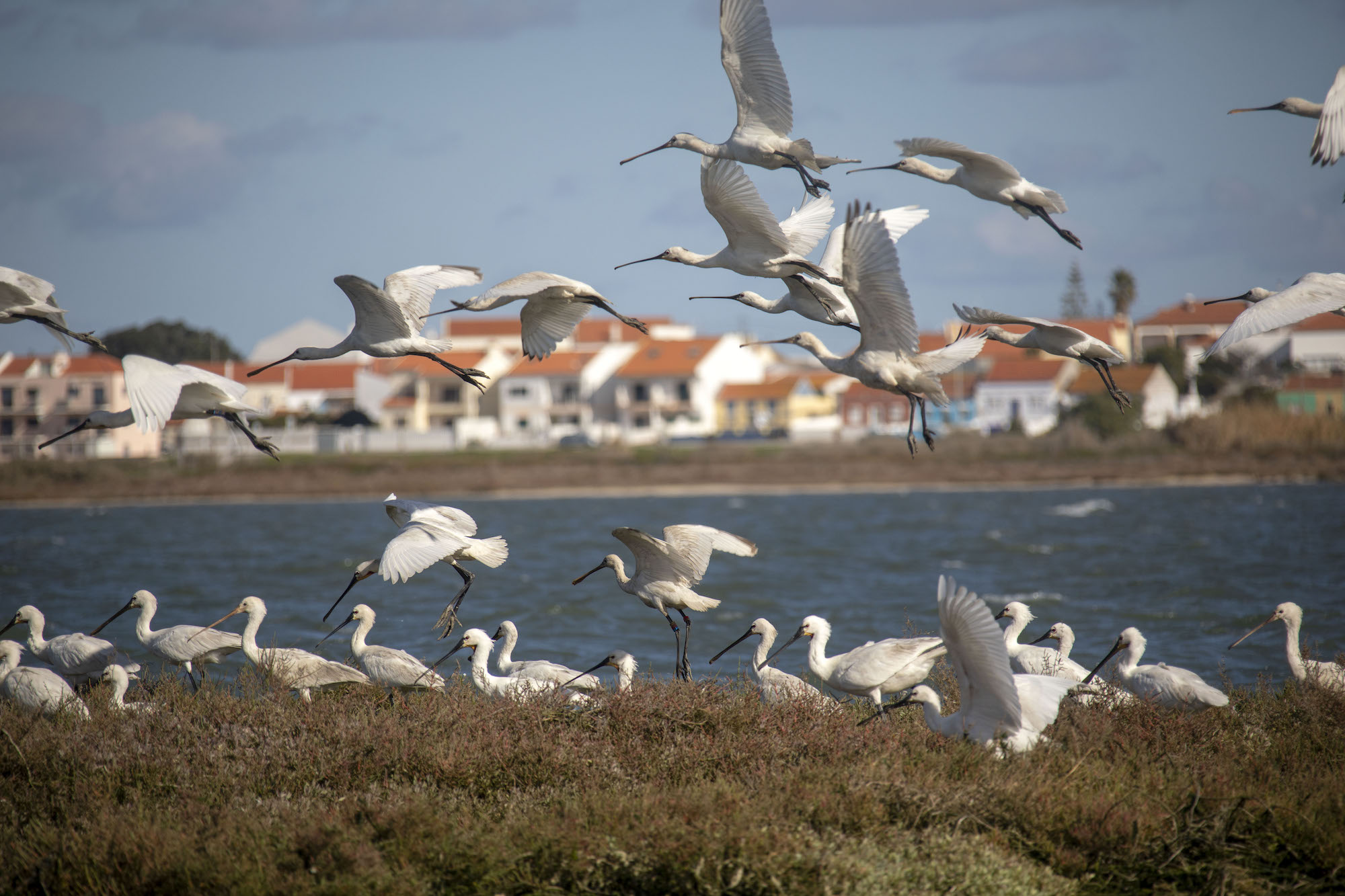 Birdwatching in Lisbon on a traditional boat