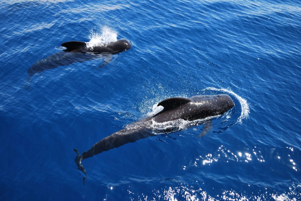 3h - Whale and dolphin watching in Tenerife with lunch