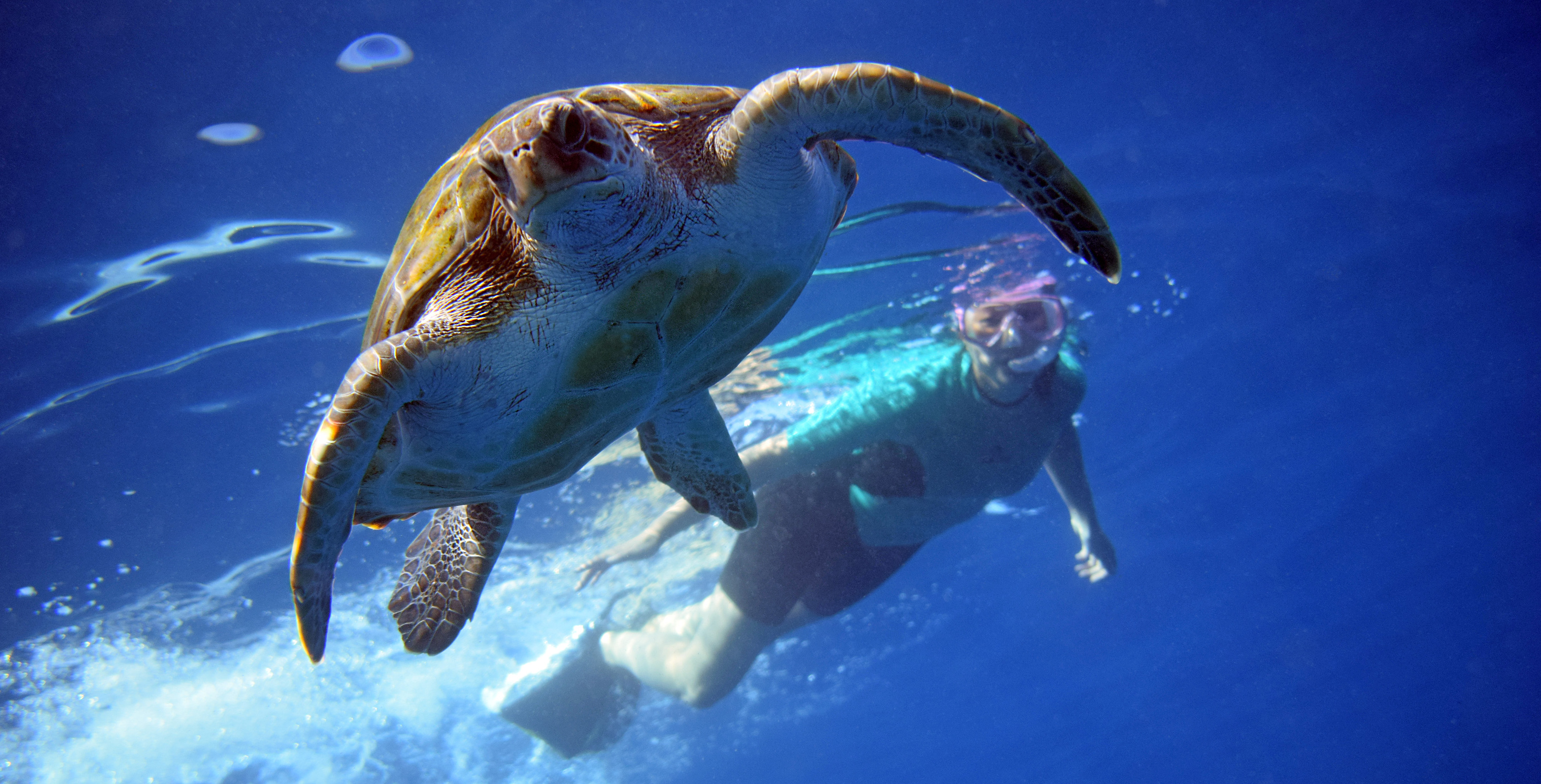 Snorkeling with turtles in Tenerife