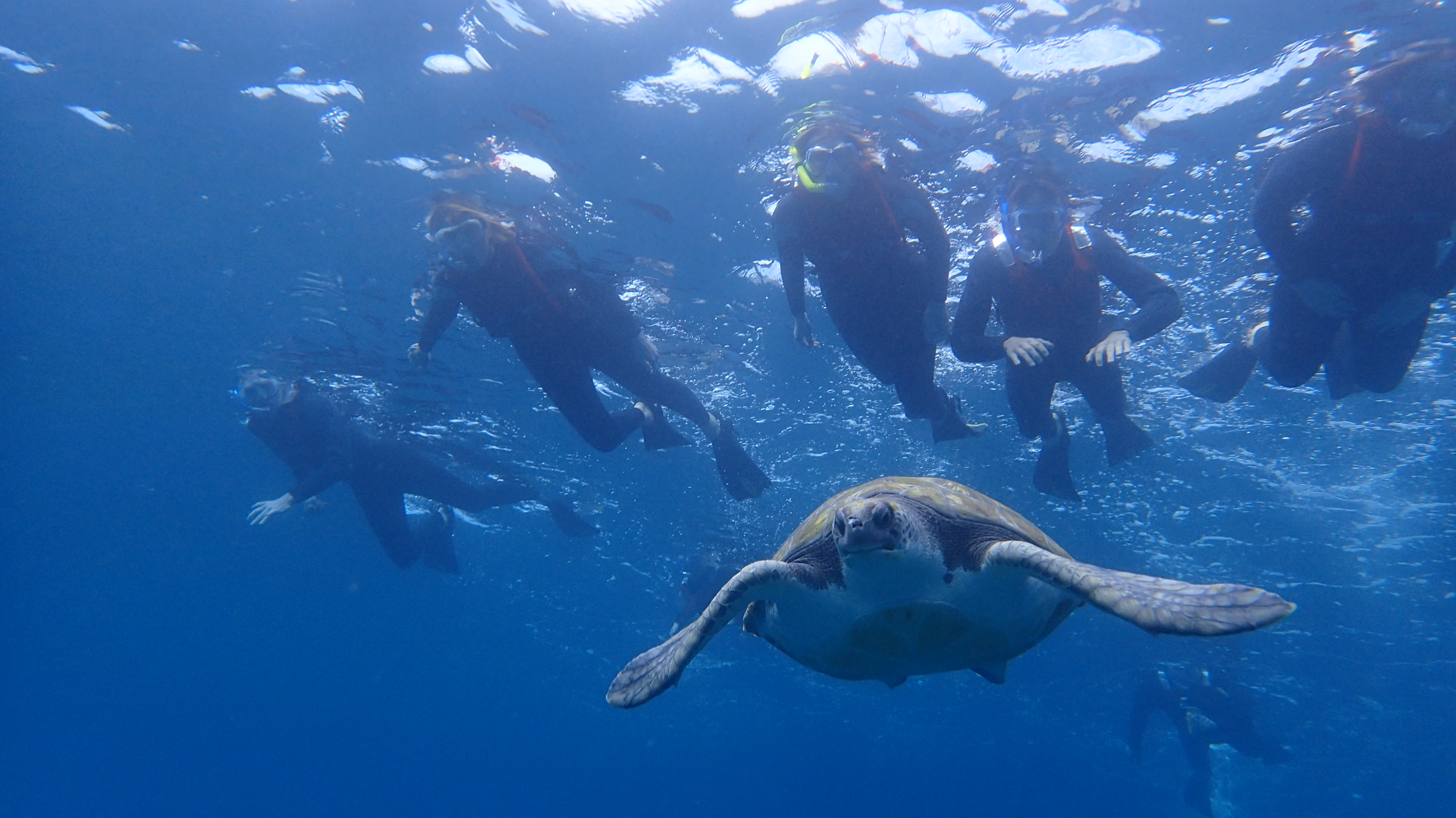 swimming with turtles in Tenerife