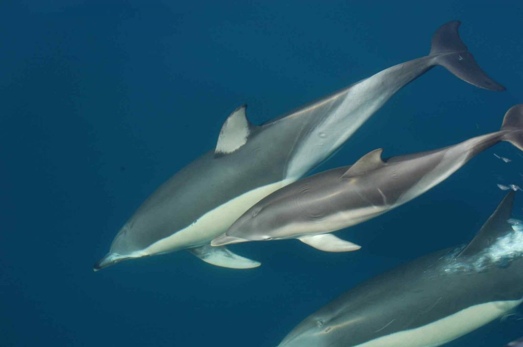 Maybe you'll even encounter dolphins while sailing in Portimão