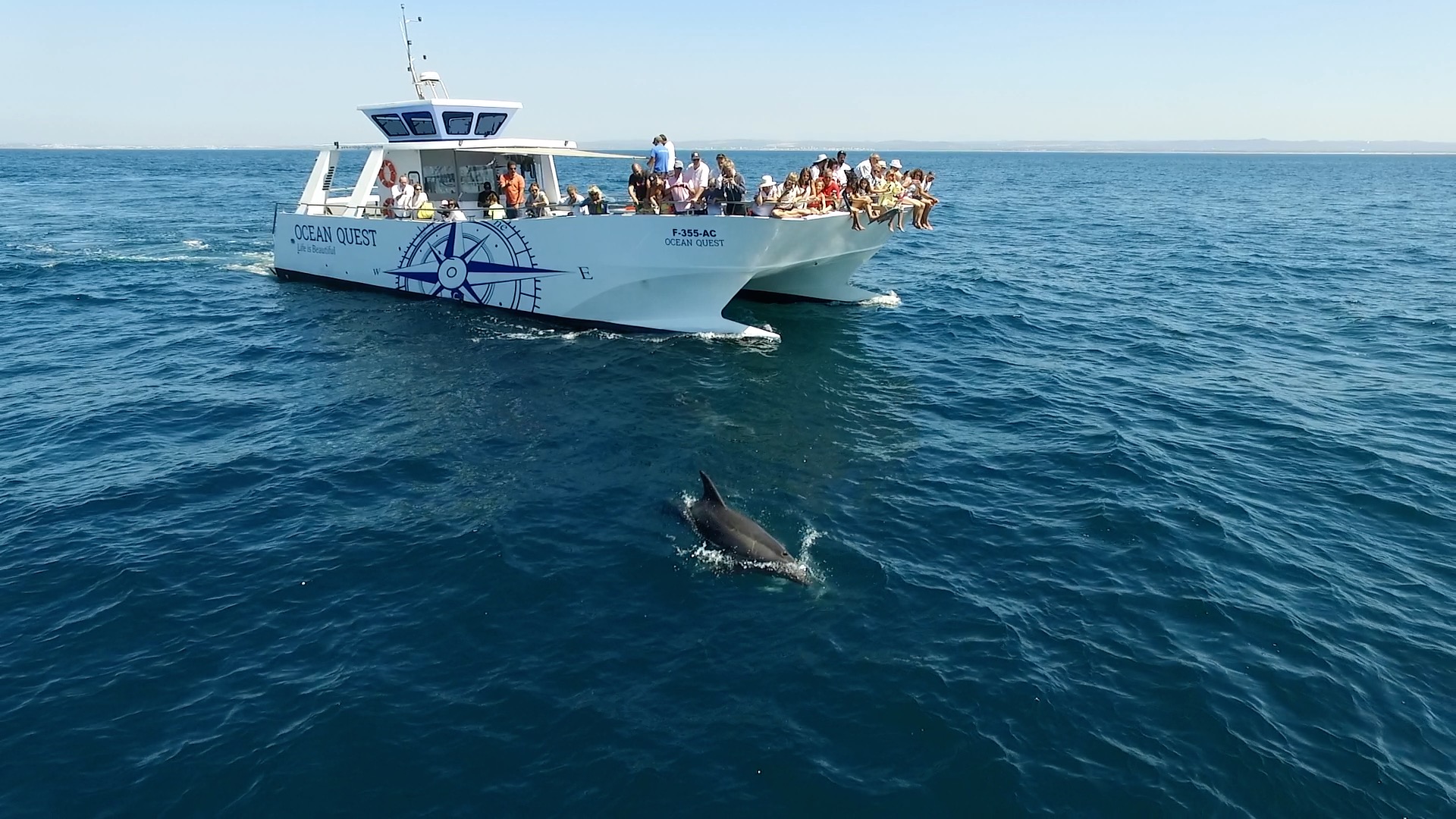 Dolphin watching in Vilamoura