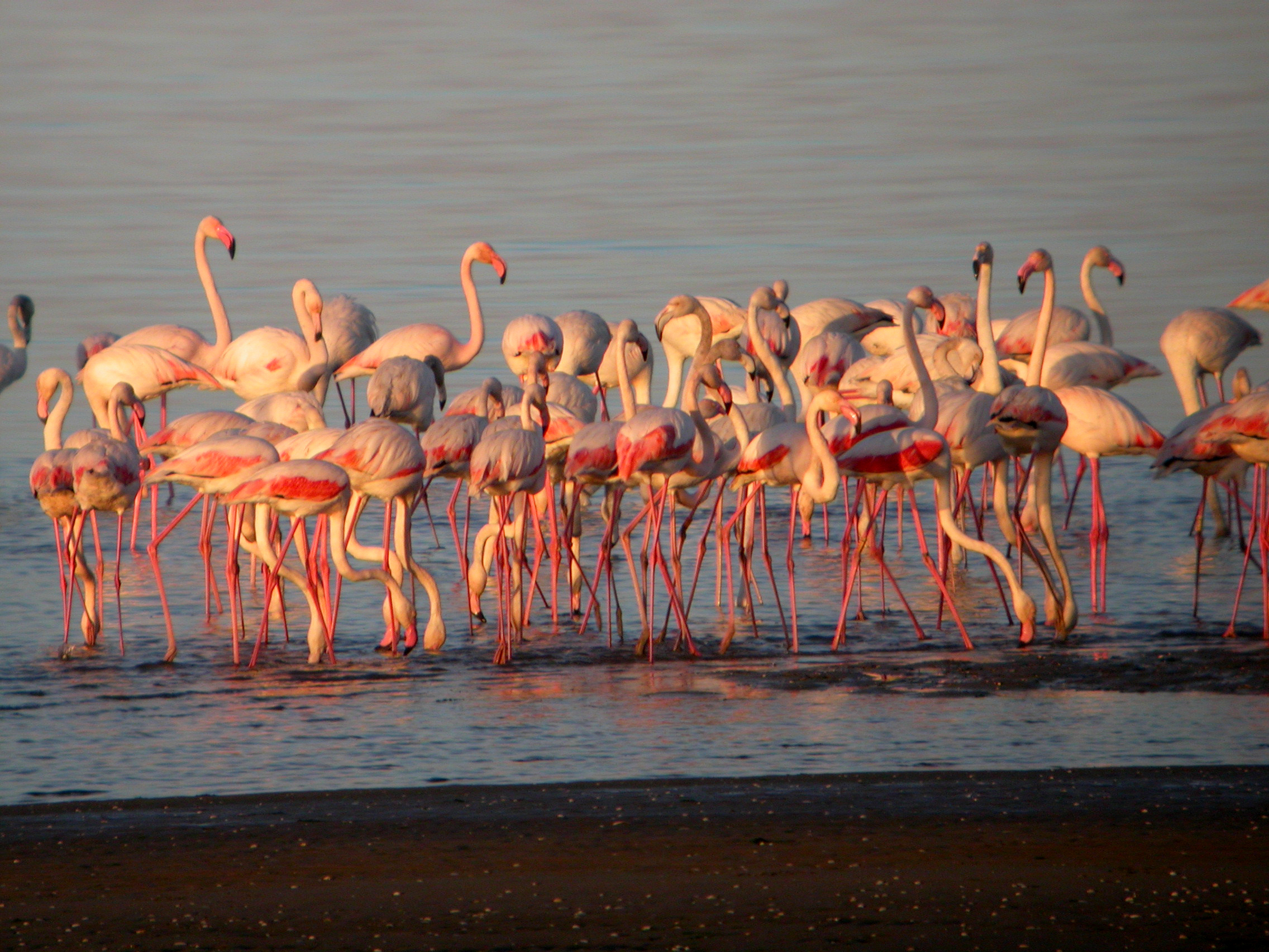 Flamingos in Lisbon