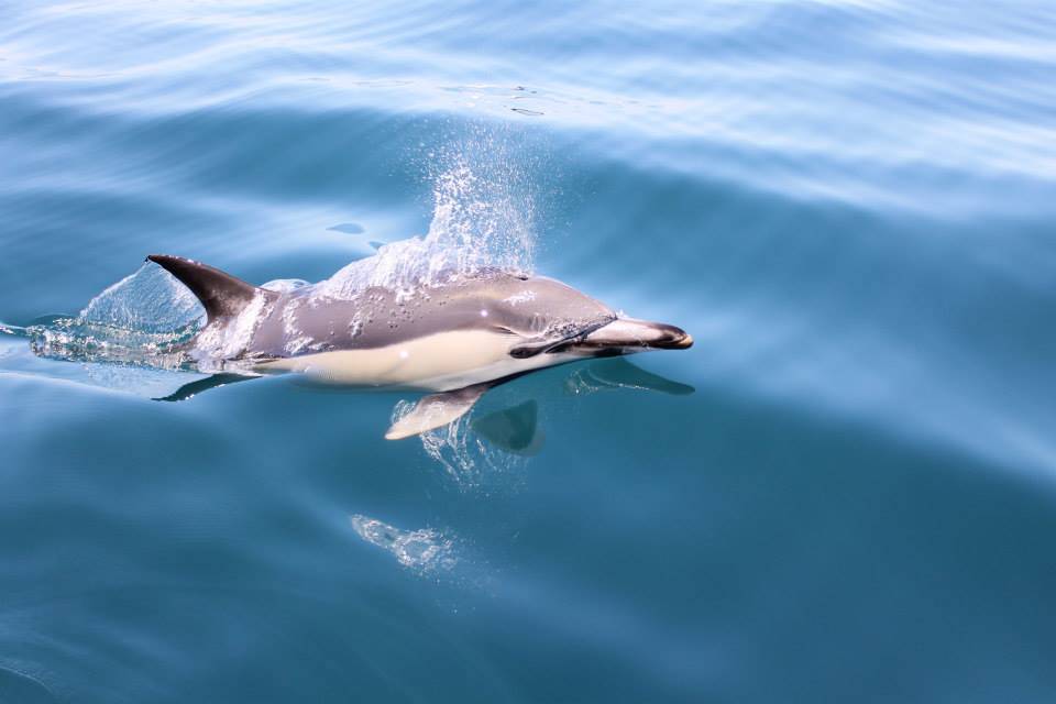 Dolfijnen boot trip van Lagos Portugal