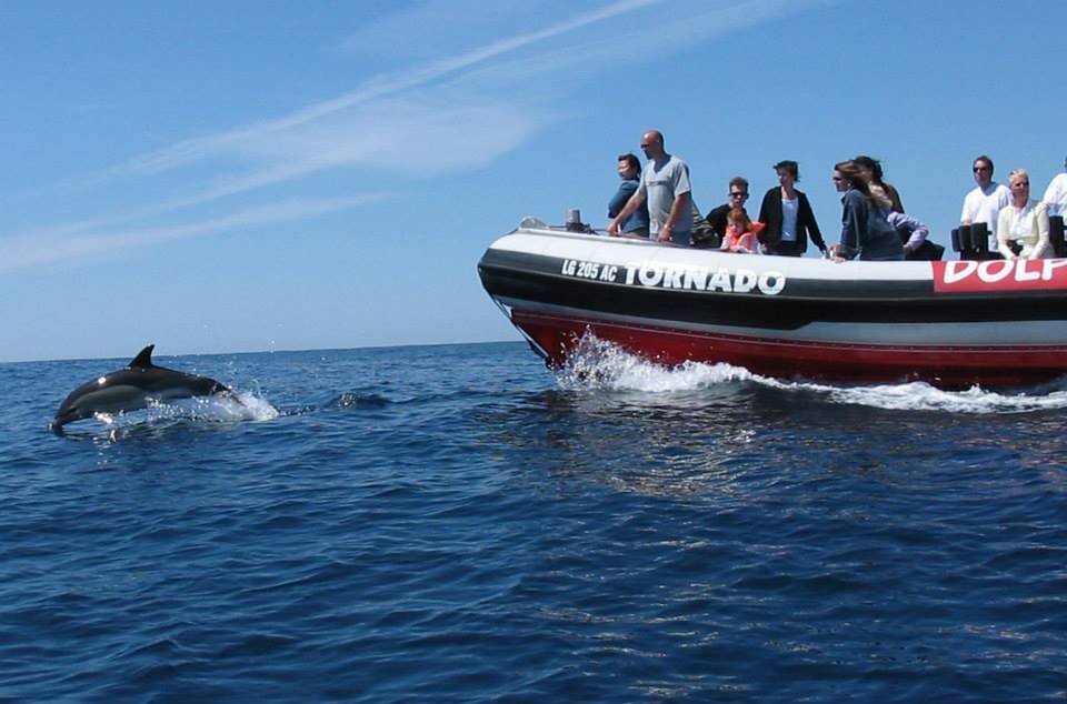Dolfijnen boot trip in Lagos Portugal