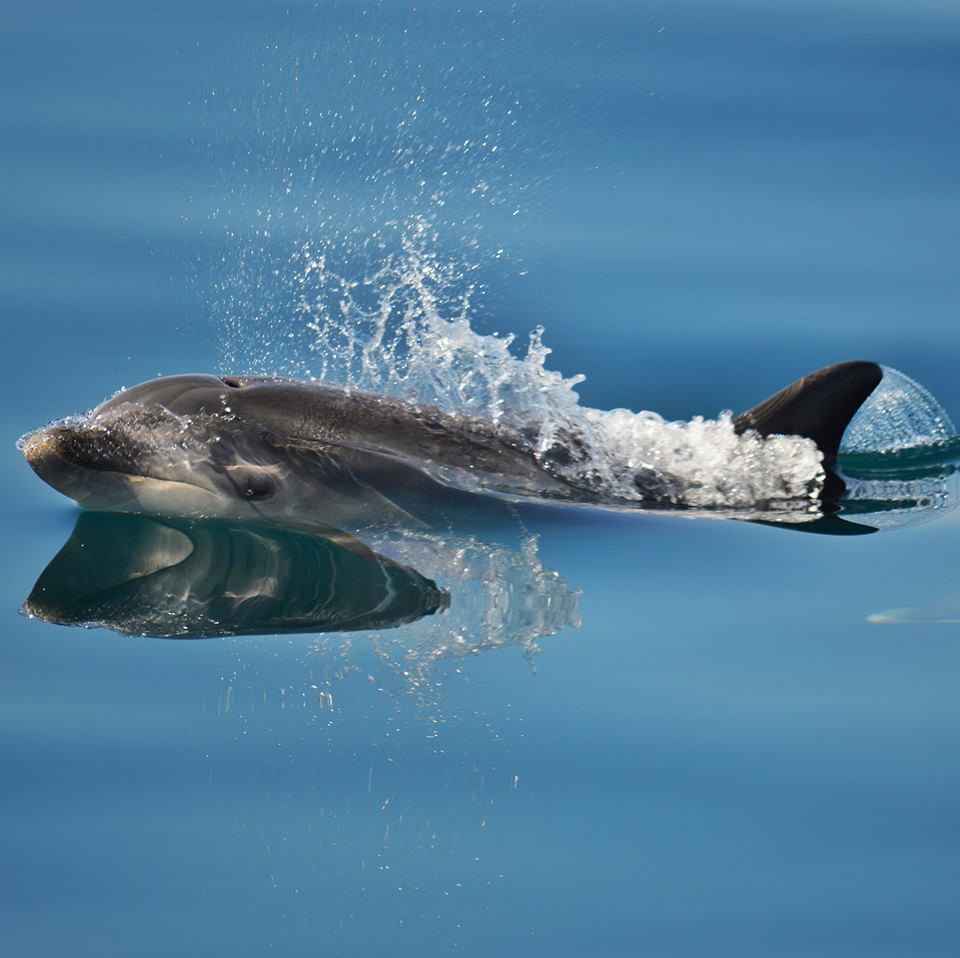 Visit the cute dolphins in the Sado Estuary