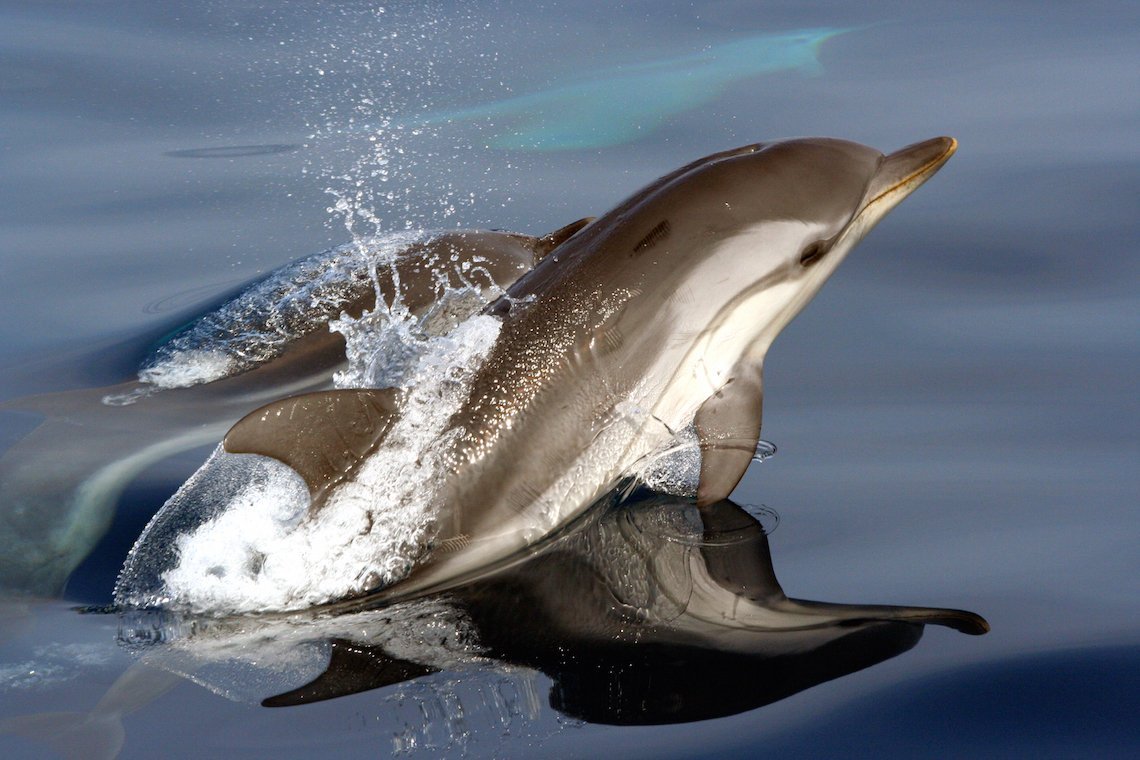 Dolphins Fuengirola