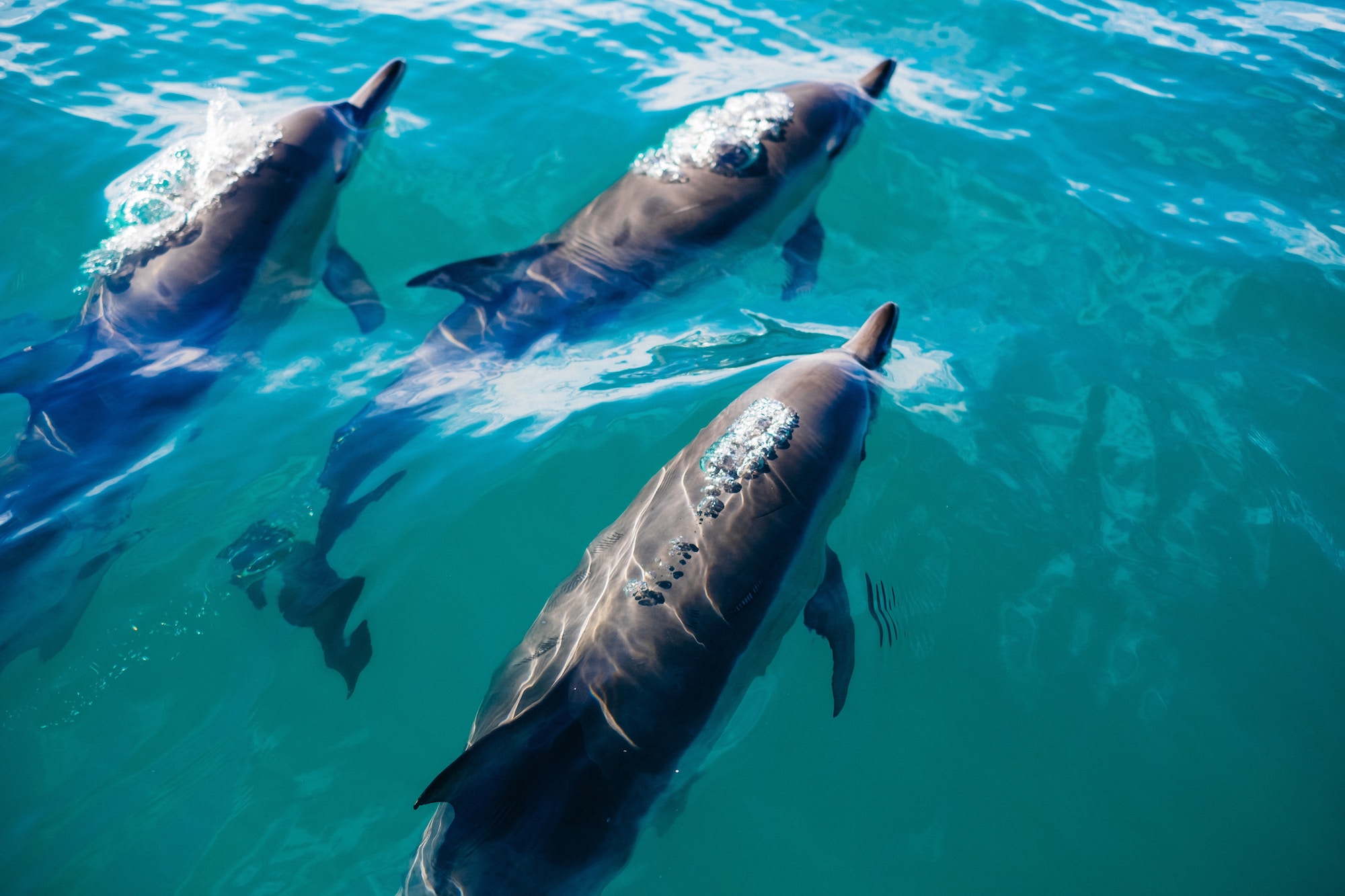 dolphin in Cascais 