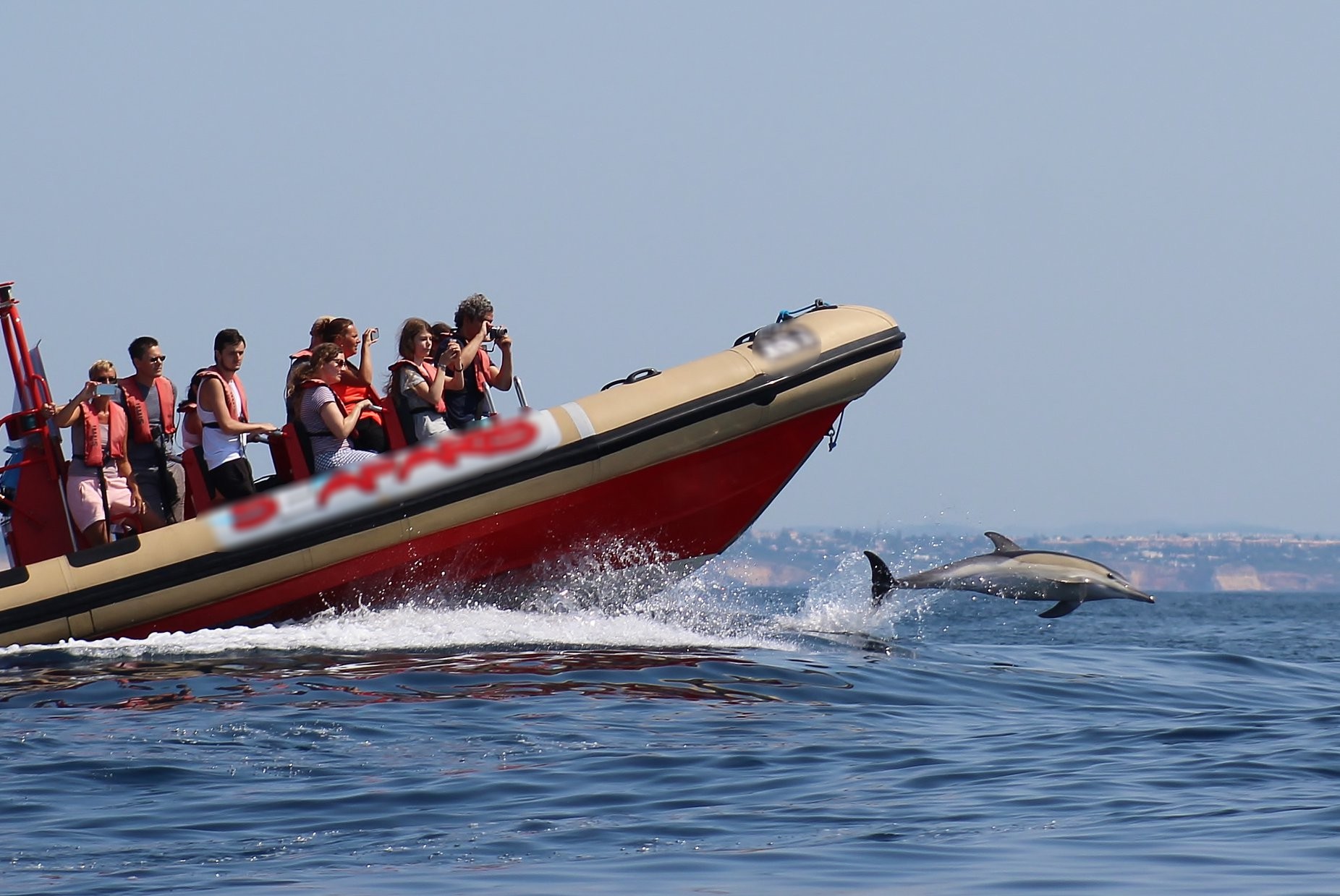 Dolphin watching from Portimão Marina