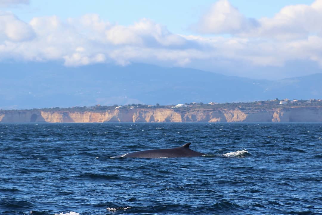 Whales in Portimão