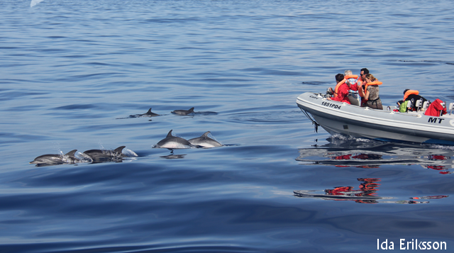 dolphins-azores