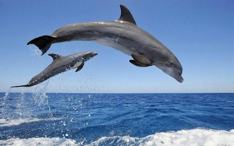 Dolphin and whale watching